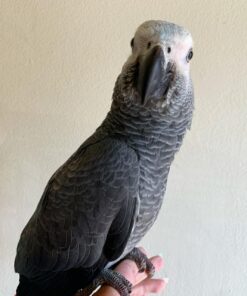 Alternative view of Diego