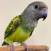 Buy Diva the Senegal Parrot | Hand-Raised Companion