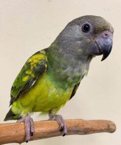 Buy Diva the Senegal Parrot | Hand-Raised Companion
