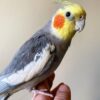 Buy Ember the Yellow Cockatiel | Friendly Companion
