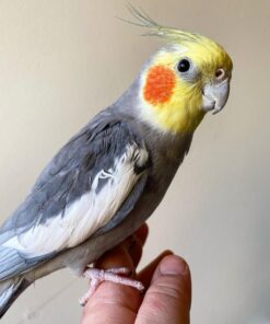 Buy Ember the Yellow Cockatiel | Friendly Companion