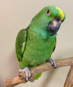 Alternative view of Finn