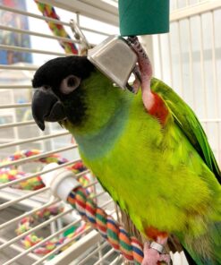 Alternative view of Gracie