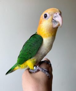 Alternative view of Gus