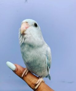 Alternative view of Harley