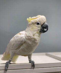 Alternative view of Oreo