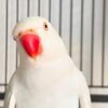Buy Ace our White Indian Ringneck Parrot