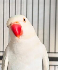 Buy Ace our White Indian Ringneck Parrot