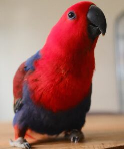 Alternative view of Cassia