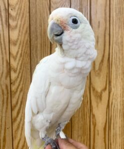 Alternative view of Chico