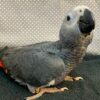 Buy Clint Our African Grey Parrot | Clint Available Today