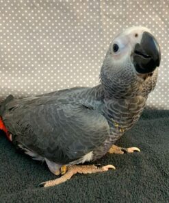 Buy Clint Our African Grey Parrot | Clint Available Today