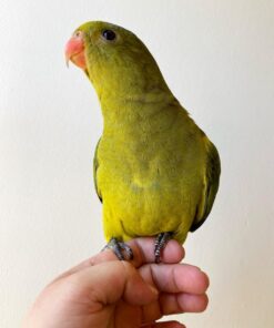 Alternative view of Cody