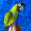 Cookie – Hand-Raised Green Conure Parrot