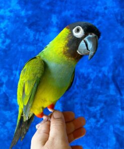 Cookie – Hand-Raised Green Conure Parrot