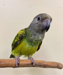 Alternative view of Diva