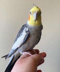 Alternative view of Ember