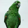 Buy Harry Our Green Mealy Amazon | Intelligent Pet Parrot