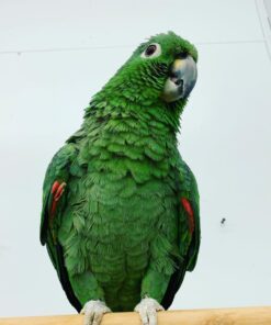 Buy Harry Our Green Mealy Amazon | Intelligent Pet Parrot