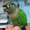Buy Hunter our Green Conure | Lively & Affectionate Pet