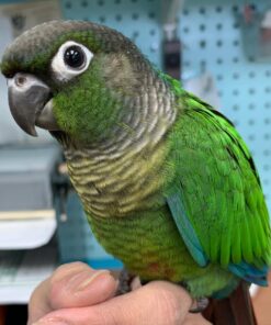 Buy Hunter our Green Conure | Lively & Affectionate Pet