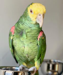 Alternative view of Jedi