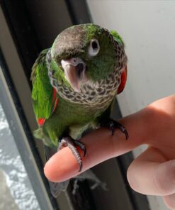 Alternative view of Kai