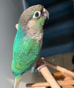 Alternative view of Layla