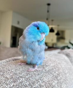 Alternative view of Lucy