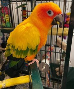 Alternative view of Nemo