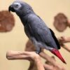 Buy Nova the African Grey – Intelligent Companion Bird