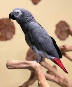 Buy Nova the African Grey – Intelligent Companion Bird