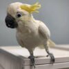 Buy Oreo the Cockatoo – Playful Companion Parrot