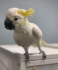 Buy Oreo the Cockatoo – Playful Companion Parrot