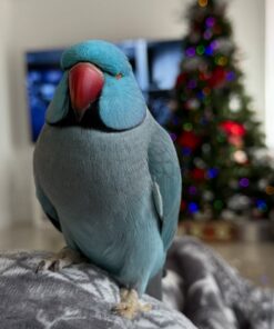 Alternative view of Alexa