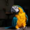 Buy Carolina Our Blue and Gold Macaw Parrot | Available