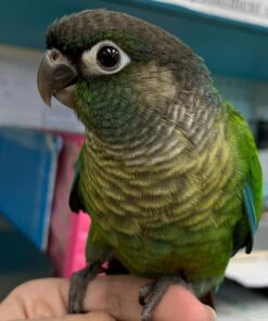 Alternative view of Hunter