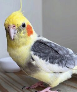 Alternative view of Lexi