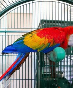 Alternative view of Lilo