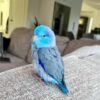 Buy Lucy the Blue Parrotlet – Playful Companion Bird
