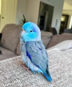 Buy Lucy the Blue Parrotlet – Playful Companion Bird