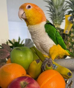 Alternative view of Alonzo