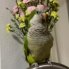 Buy Arizona Our Green Quaker Parrot | Available Now