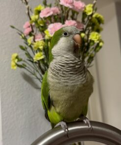 Buy Arizona Our Green Quaker Parrot | Available Now