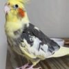 Buy Lexi Our Cockatiel | Affectionate & Intelligent Bird