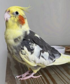 Buy Lexi Our Cockatiel | Affectionate & Intelligent Bird