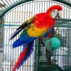 Buy Lilo the Scarlet Macaw – Majestic Parrot Companion