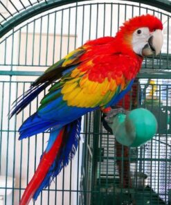 Buy Lilo the Scarlet Macaw – Majestic Parrot Companion