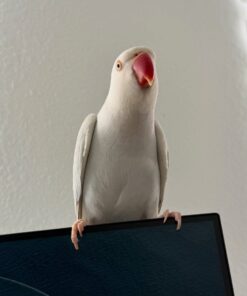 Alternative view of Angel