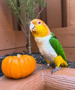 Alternative view of Adele